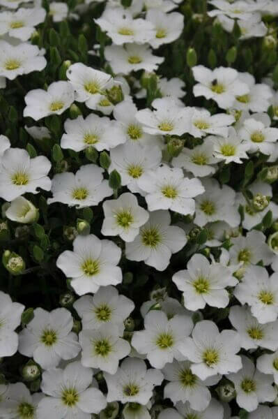 Hardy ground covers