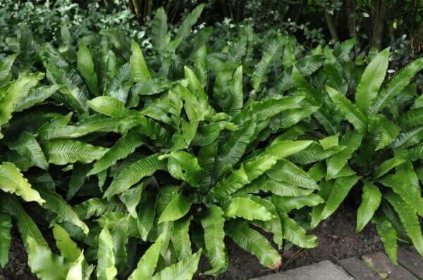 Evergreen ferns