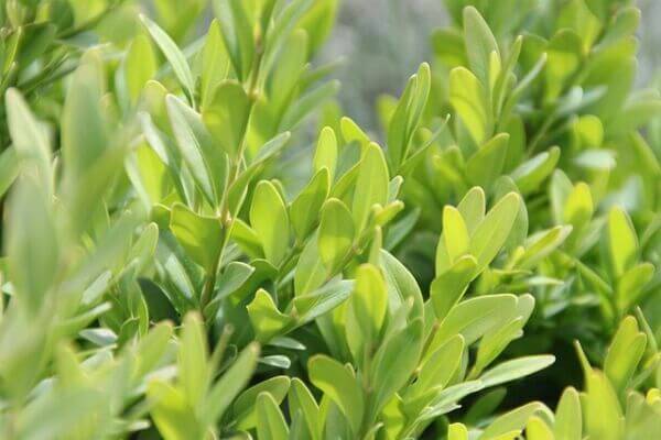 Boxwood