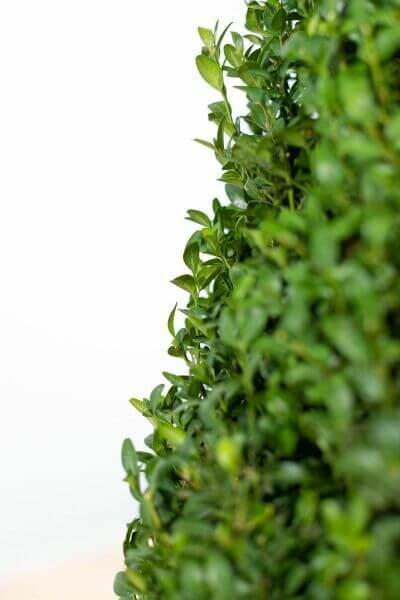 Buxus hedge