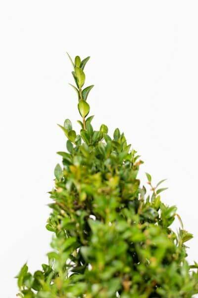 Buxus pyramid