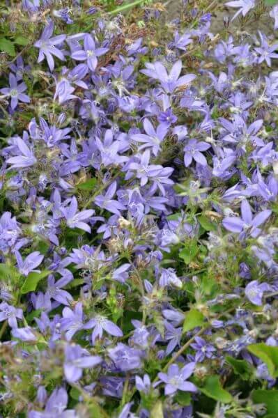 Flowering terrace/balcony plants