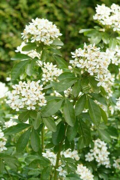 Evergreen border plants