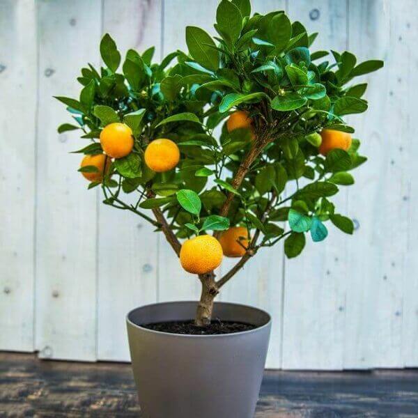 Clementine tree