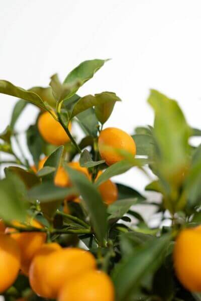 Kumquat tree