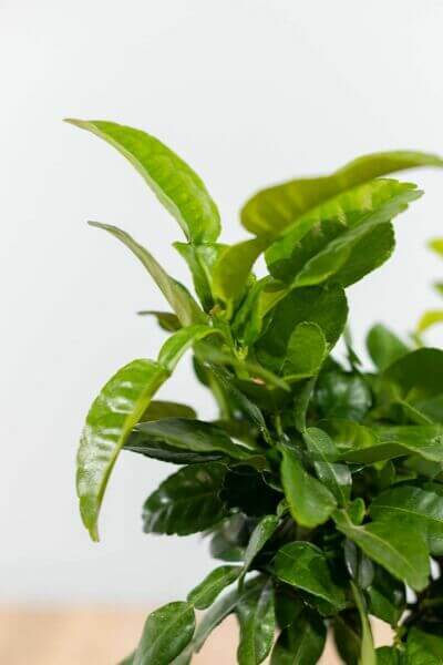 Kaffir lime tree