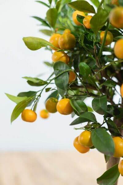 Calamondin orange tree