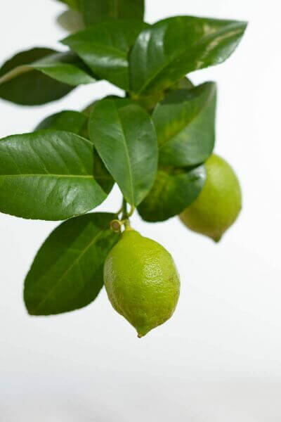 Lemon tree