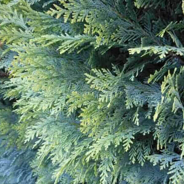 Chamaecyparis lawsoniana 'Columnaris Glauca'