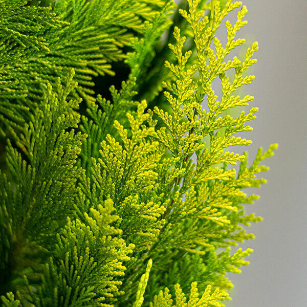 Chamaecyparis lawsoniana 'Ivonne'