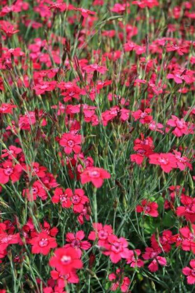 Ground-covering perennials