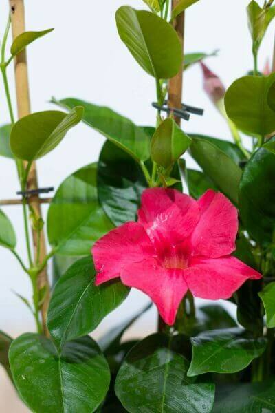 Mandevilla