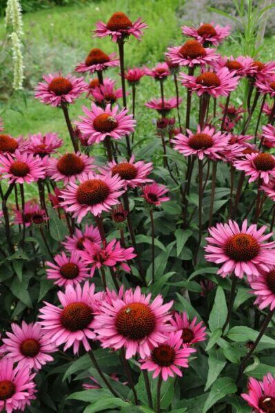 Flowering bee plants