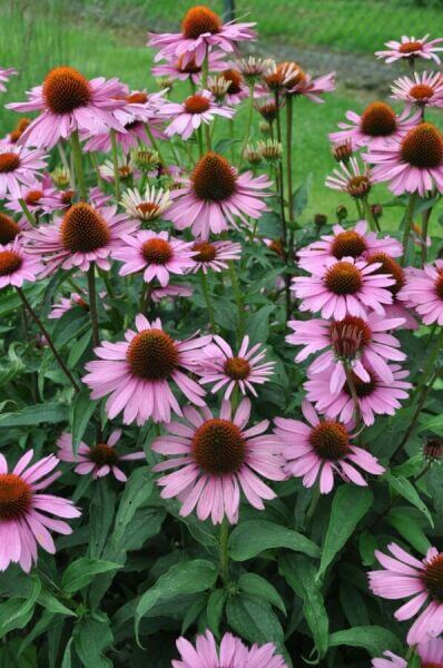 Flowering perennials