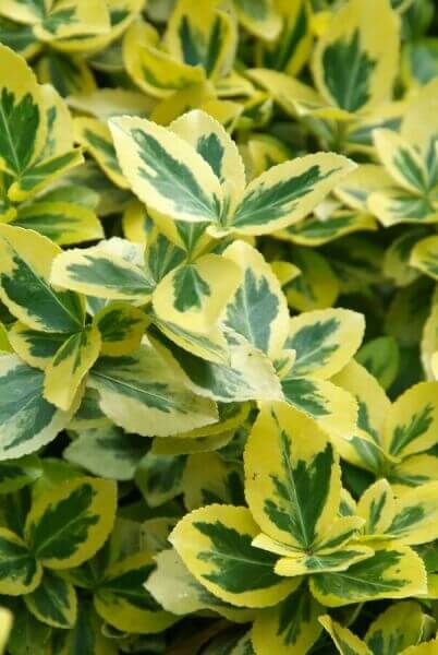 Strong balcony plants