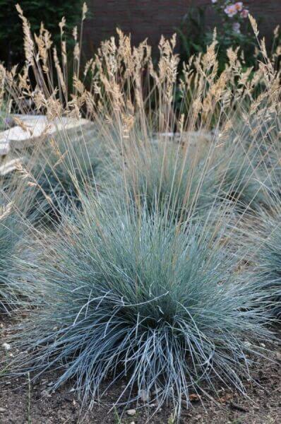 Short ornamental grasses