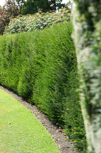 Hedge plants