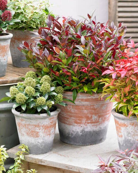 Terrace and balcony plants