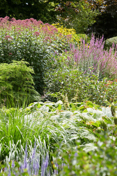 Garden plants