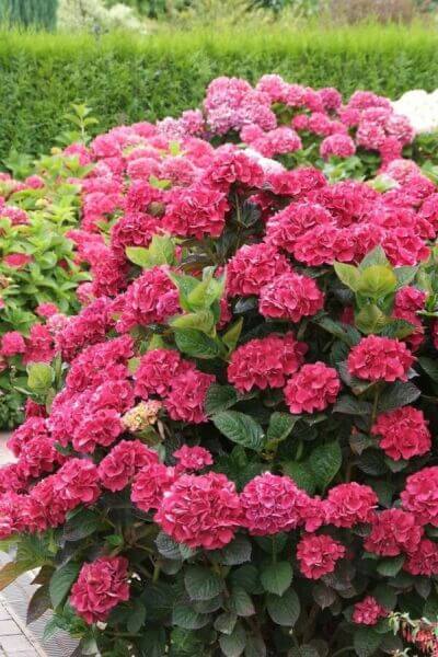 Flowering shrubs