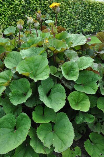 Large foliage plants