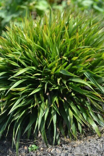 Evergreen ornamental grasses