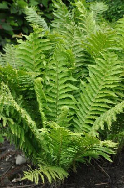 Hardy ferns