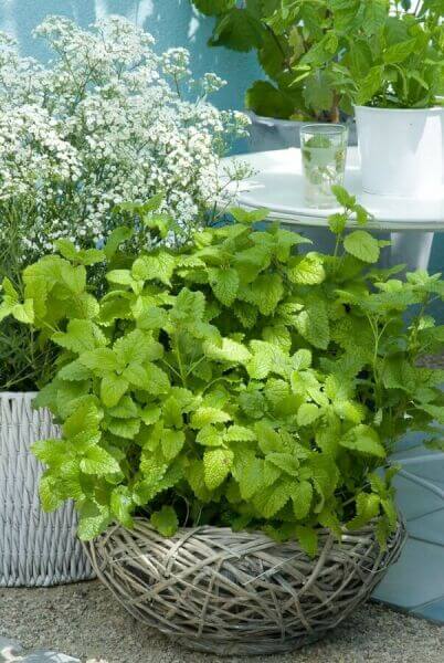 Herb plants for pots or window boxes