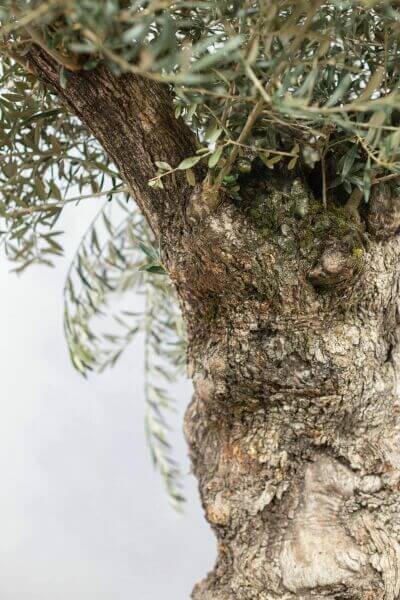 Olive Tree