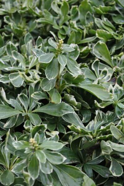 Evergreen ground covers