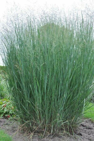 Tall border plants