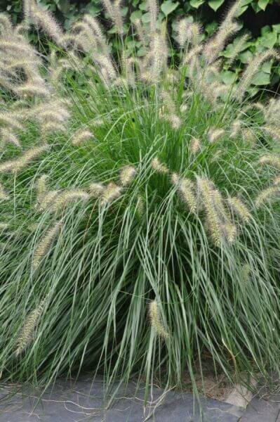 Flowering ornamental grasses