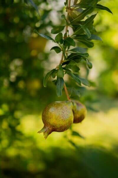 Pomegranate tree