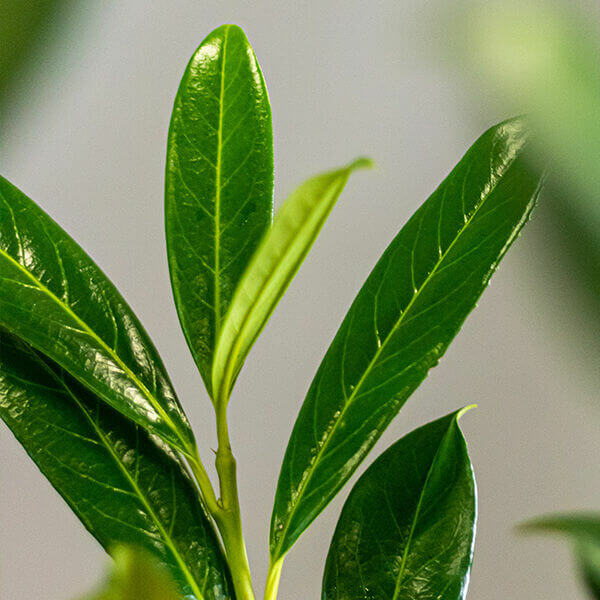 Laurel 'Caucasica'