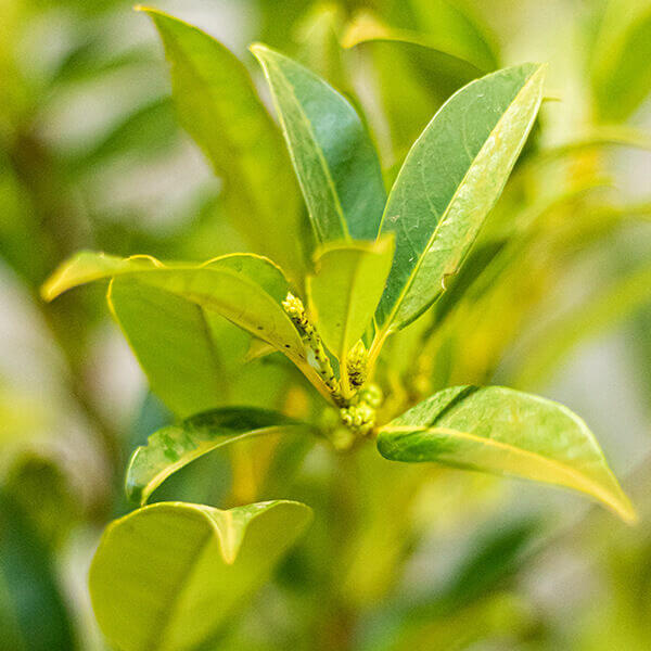 Laurel 'Herbergii'