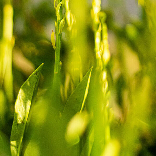 Laurel 'Otto Luyken'