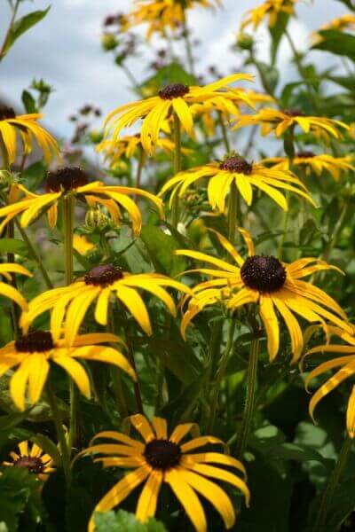 Hardy perennials