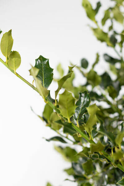 Ilex aquifolium