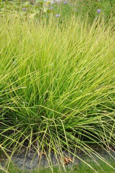 Strong border plants