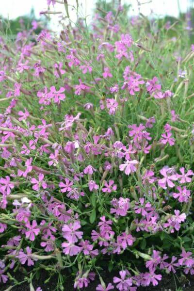 Flowering rock plants