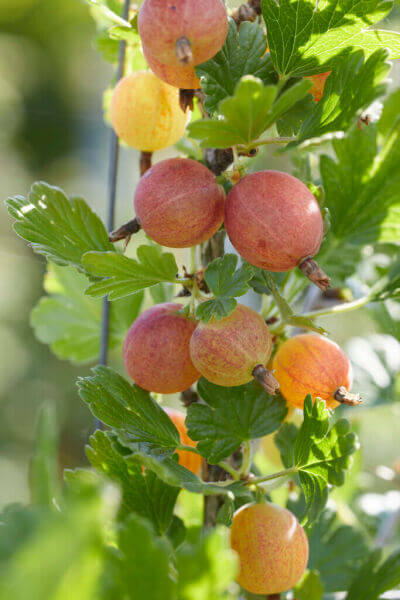 Fruit plants