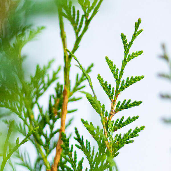 Thuja plicata 'Atrovirens'