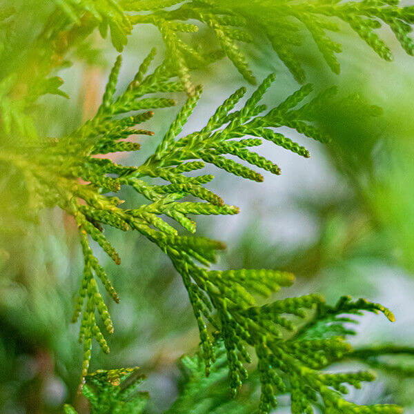 Thuja plicata 'Martin'