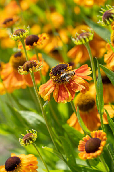 Bee plants