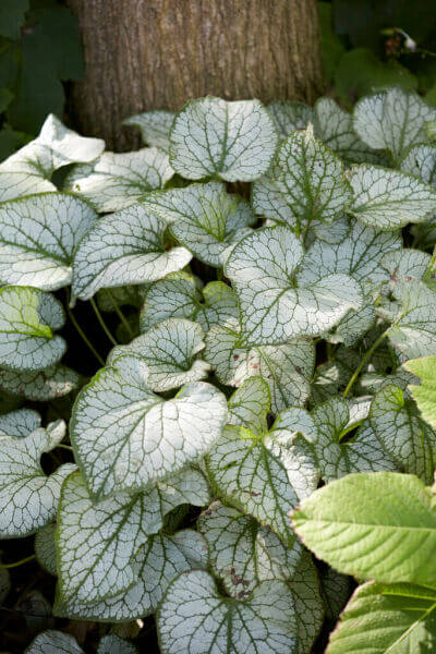 Foliage plants