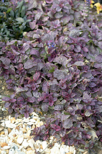 Ground covers