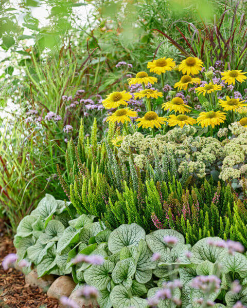 Border plants