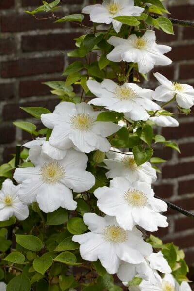 Climbing plants