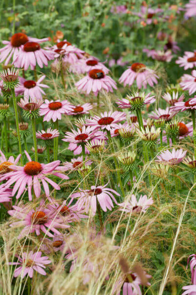 Prairie plants