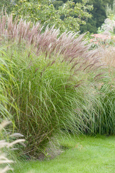 Ornamental grasses